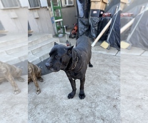 Father of the Cane Corso puppies born on 10/17/2021