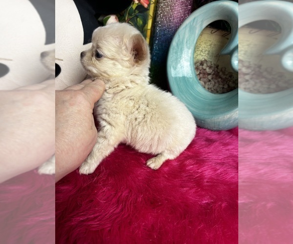 Medium Photo #5 Chihuahua Puppy For Sale in TRACY, CA, USA