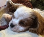 Small Cavalier King Charles Spaniel