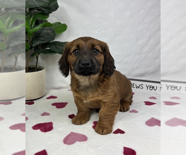Medium Photo #3 Dachshund Puppy For Sale in FRANKLIN, IN, USA