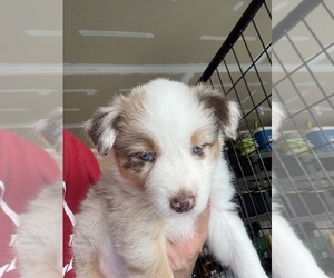 Medium Australian Shepherd