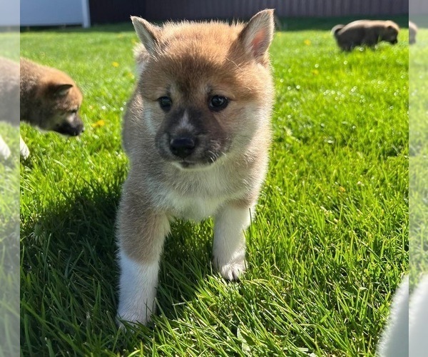 Medium Photo #3 Shiba Inu Puppy For Sale in COLORADO SPRINGS, CO, USA