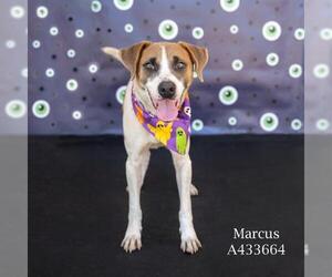 Labrador Retriever-Unknown Mix Dogs for adoption in Conroe, TX, USA