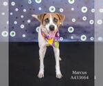 MARCUS - Male Labrador Retriever-Unknown Mix Dog for Adoption - Small photo