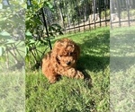 Small Photo #11 Poodle (Miniature) Puppy For Sale in INDIAN TRAIL, NC, USA