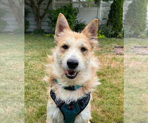 Mutt Dogs for adoption in Milwaukie, OR, USA