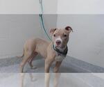 Small American Pit Bull Terrier Mix