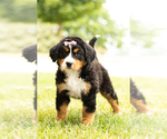 Small Photo #2 Bernese Mountain Dog Puppy For Sale in TOPEKA, IN, USA