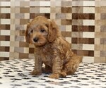 Small #3 Cavapoo (Miniature)
