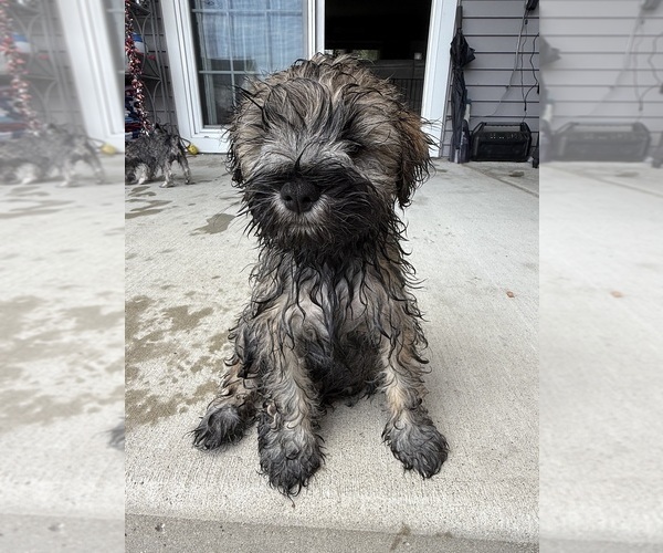 Medium Photo #13 Schnauzer (Miniature) Puppy For Sale in COLUMBUS, IN, USA