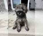 Small Photo #13 Schnauzer (Miniature) Puppy For Sale in COLUMBUS, IN, USA