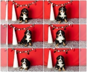 Bernese Mountain Dog Litter for sale in SHIPSHEWANA, IN, USA