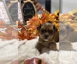 Puppy Luna YorkiePoo