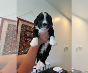 Bernedoodle Puppy for sale in VALPARAISO, IN, USA
