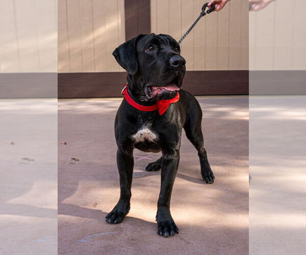 Medium Photo #8 Mastador Puppy For Sale in Lake Forest, CA, USA
