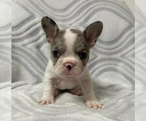 French Bulldog Puppy for sale in JOHNS ISLAND, SC, USA