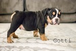 Small Photo #3 Olde English Bulldogge Puppy For Sale in CALDWELL, ID, USA