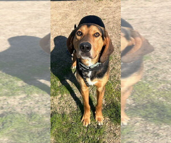Medium Photo #8 Black and Tan Coonhound-Unknown Mix Puppy For Sale in Evansville, IN, USA