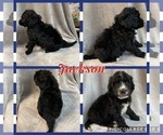 Small Photo #2 Sheepadoodle Puppy For Sale in WAVERLY, IA, USA