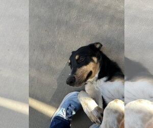 Sherlock - Male Mutt Dog for Adoption - Photo #3