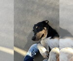 Small Photo #3 Mutt Puppy For Sale in Emmett, ID, USA
