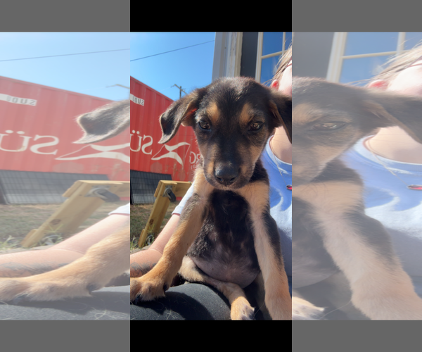 Medium Photo #1 Black and Tan Coonhound-Labrador Retriever Mix Puppy For Sale in Oakhurst, NJ, USA