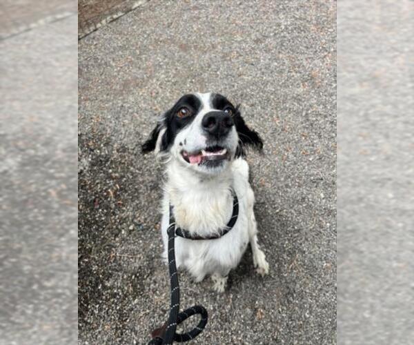 Medium Photo #1 English Springer Spaniel Puppy For Sale in Woodland, CA, USA