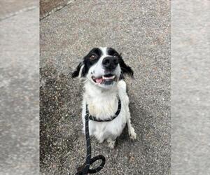 English Springer Spaniel Dogs for adoption in Woodland, CA, USA