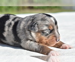 Small #3 Miniature Australian Shepherd