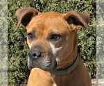 Small American Staffordshire Terrier-Boxer Mix