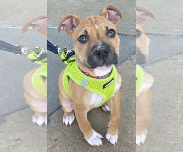 Medium Photo #10 Mutt Puppy For Sale in Clarkston, MI, USA