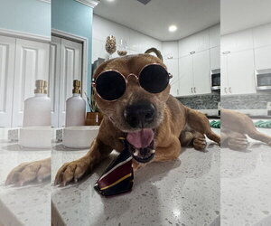 Chihuahua-Unknown Mix Dogs for adoption in Miami, FL, USA