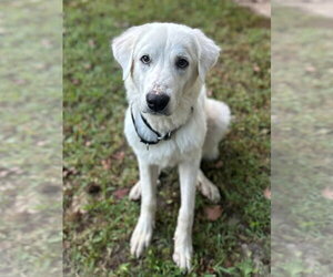 Winter - in New England - Male Great Pyrenees-Unknown Mix Dog for Adoption - Photo #2