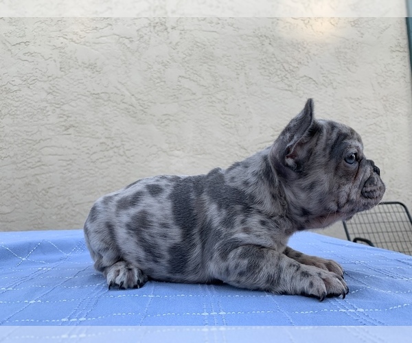 Medium Photo #8 French Bulldog Puppy For Sale in SACRAMENTO, CA, USA