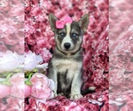 Small Photo #3 Labrador Retriever-Siberian Husky Mix Puppy For Sale in LINCOLN UNIV, PA, USA