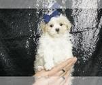 Small #6 Maltipoo