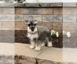 Schnauzer (Miniature) Puppy for Sale in CANOGA, New York USA