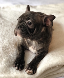 French Bulldog Puppy for sale in CHARLESTON, SC, USA