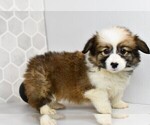 Small #48 Pembroke Welsh Corgi