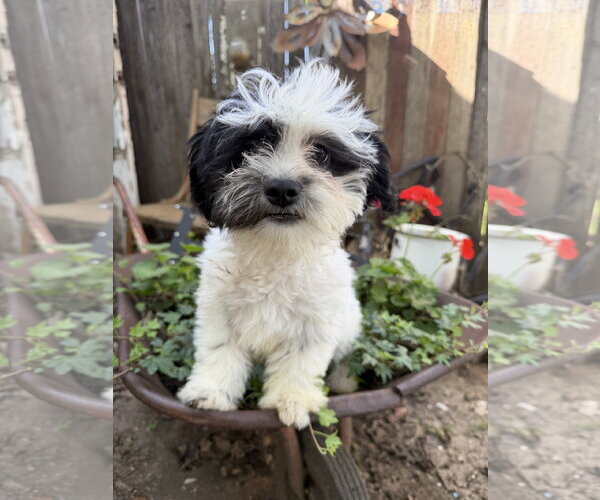 Medium Photo #2 Shih Tzu Puppy For Sale in Sioux Falls, SD, USA