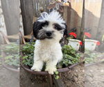 Small Photo #2 Shih Tzu Puppy For Sale in Sioux Falls, SD, USA