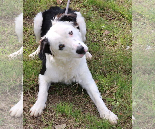 Medium Photo #1 Borador Puppy For Sale in Bandera, TX, USA