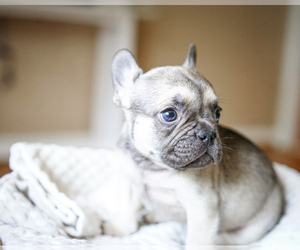 French Bulldog Puppy for sale in LENOIR, NC, USA