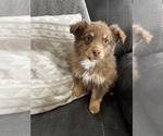 Puppy Puppy 5 Australian Shepherd