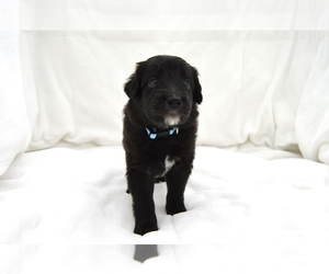 Bordoodle Puppy for sale in OLATHE, KS, USA
