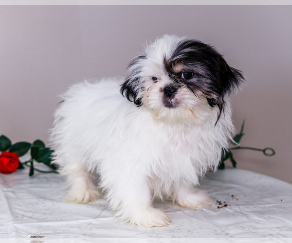 Medium Photo #11 Shih Tzu Puppy For Sale in WAKARUSA, IN, USA