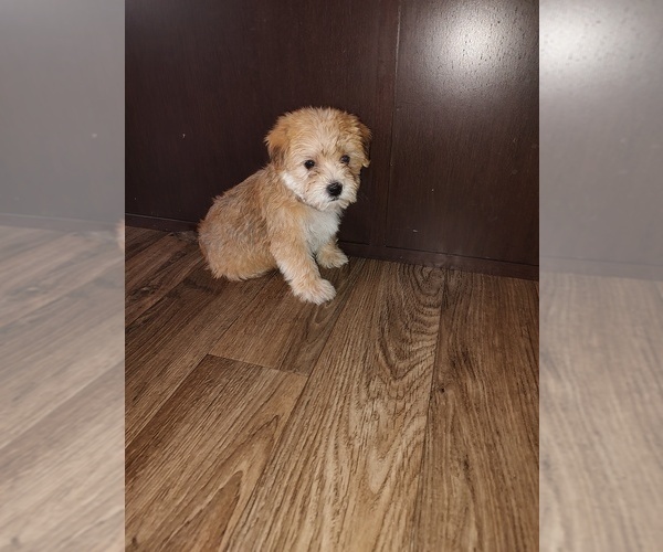 Medium Photo #10 Morkie Puppy For Sale in LAPEER, MI, USA