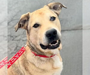 Cash - Male Anatolian Shepherd-Unknown Mix Dog for Adoption - Photo #5