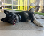 Small #2 German Shepherd Dog-Huskies  Mix