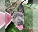 Small #2 American Pit Bull Terrier Mix